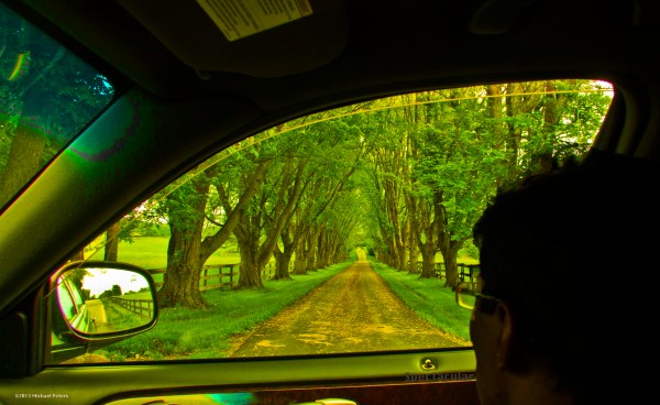 Gazing into a shady driveway