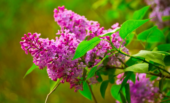 Weekly Photo Challenge: Spring!