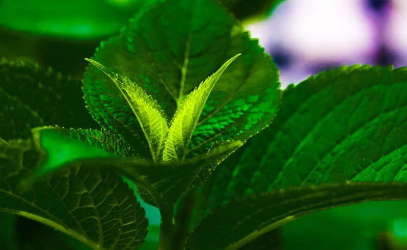 Leaves sprouting between their elders