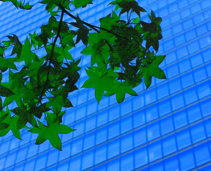 Colorful green leaves against a Manhattan Skyscraper